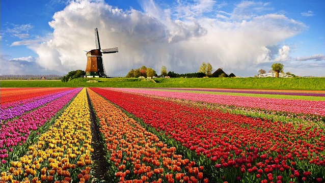 5. büyük pazarımız Hollanda’da son durum