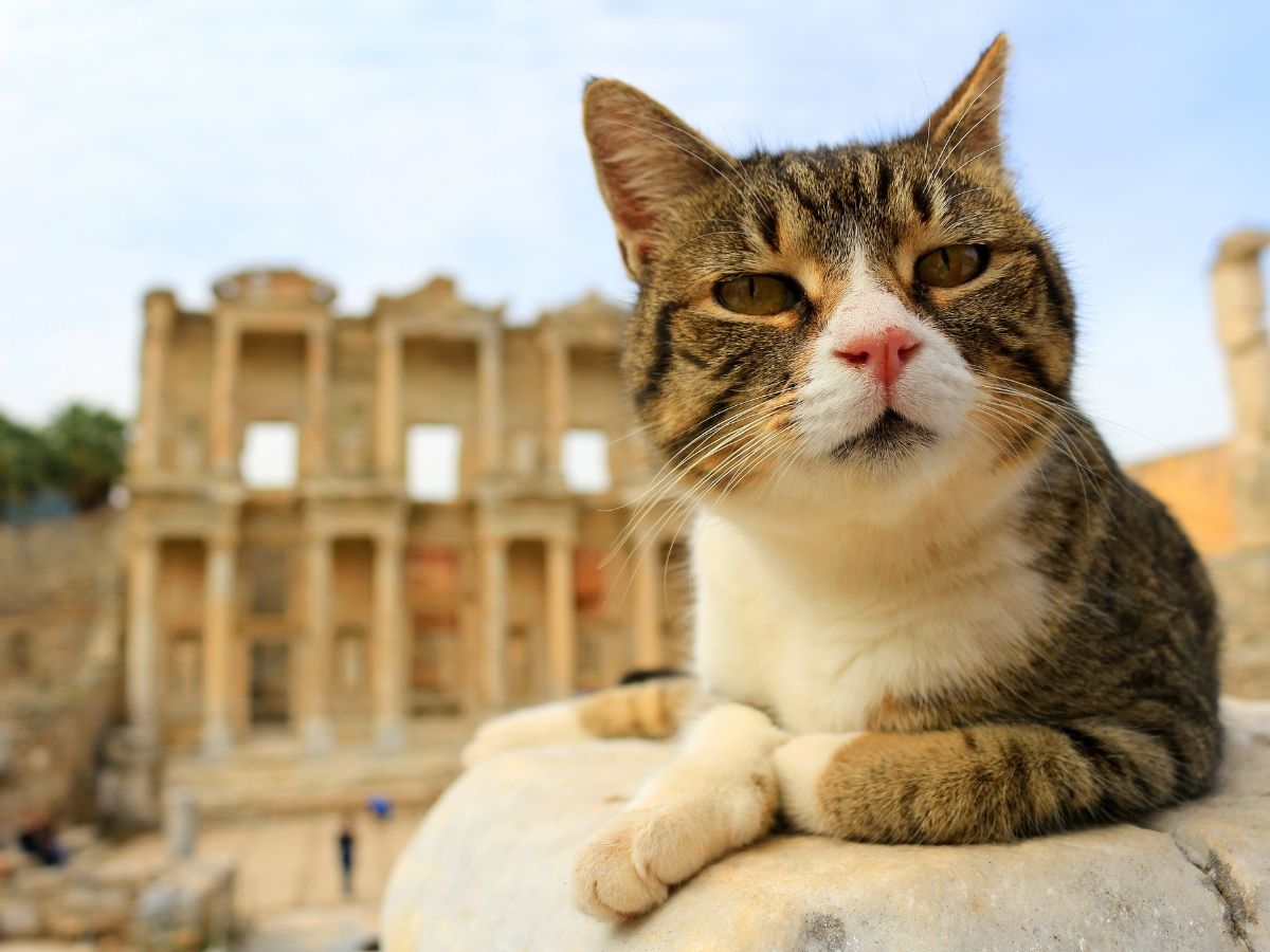 Danıştay Efes’te müze biletlerinin birleştirilerek satılmasına izin vermedi!