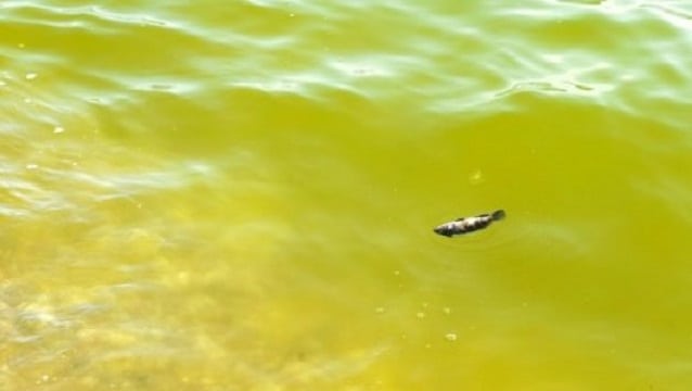 Fethiye’deki ‘alg’ patlaması neden oldu?