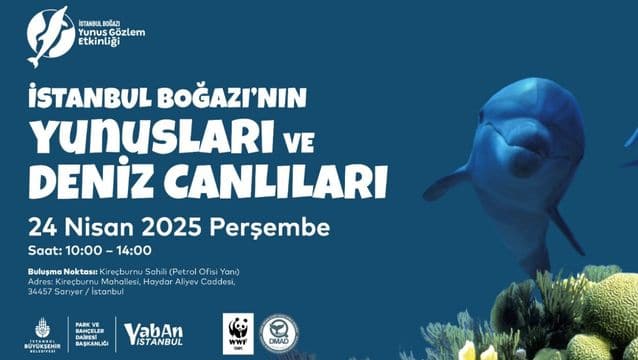 İstanbul Boğazı yunus gözlem etkinlikleri başlıyor