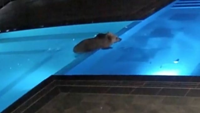 Otelin havuzuna giren ayı reklam yıldızı oldu